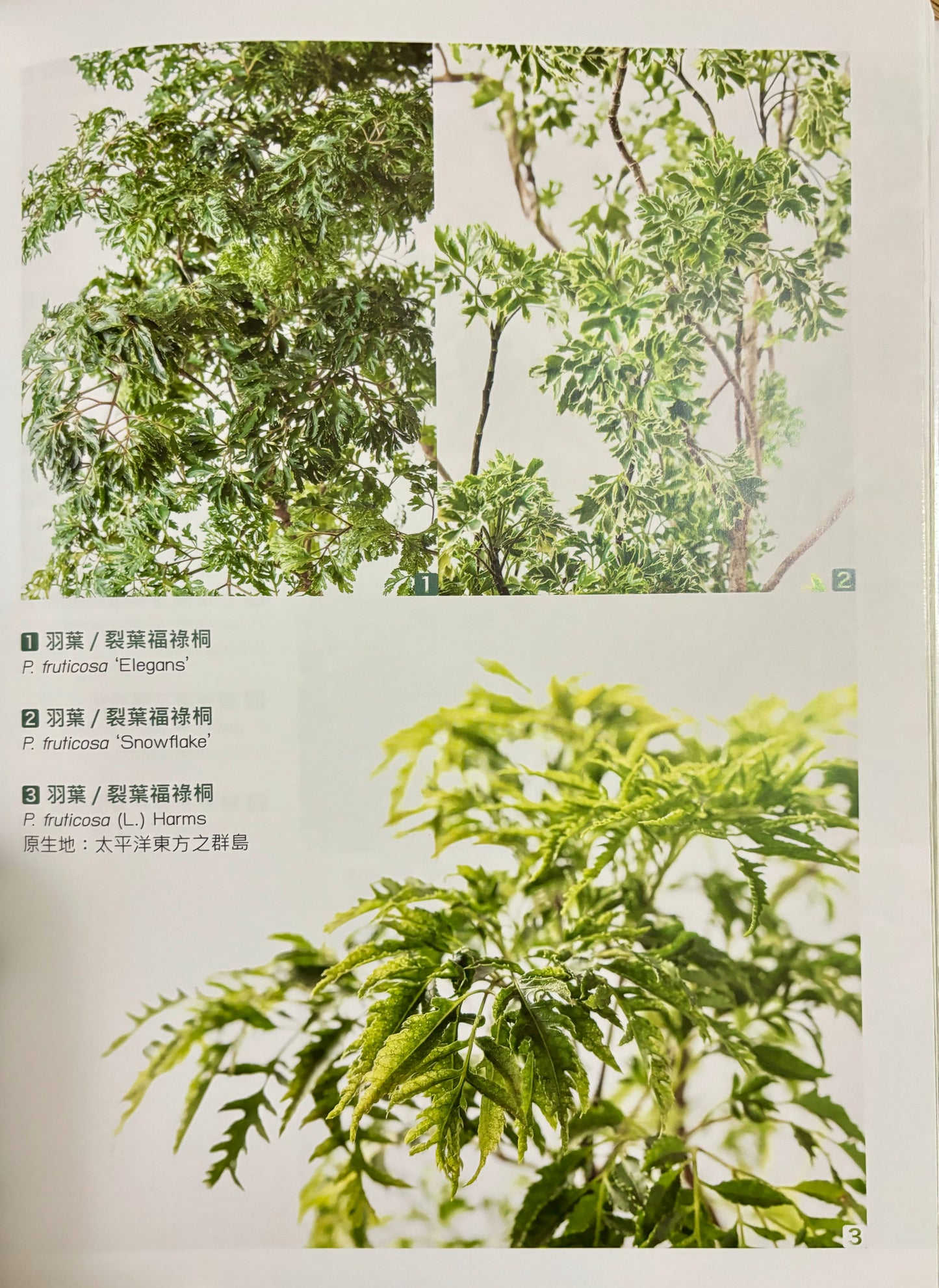 觀葉植物圖鑑：500種風格綠植栽培指南