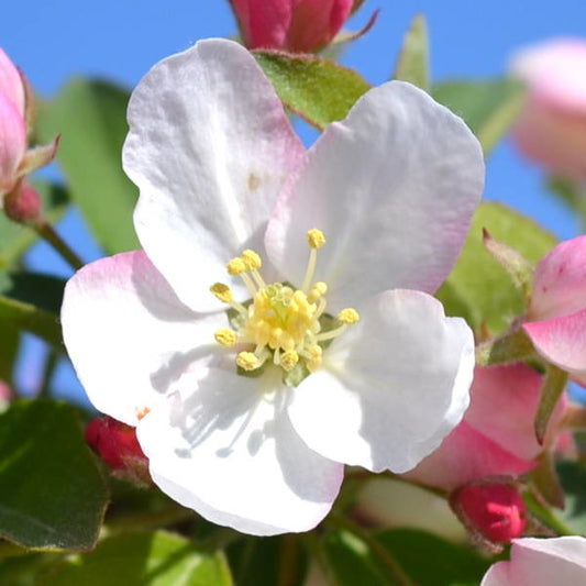 海棠花精(野生酸蘋果) (Crab Apple)