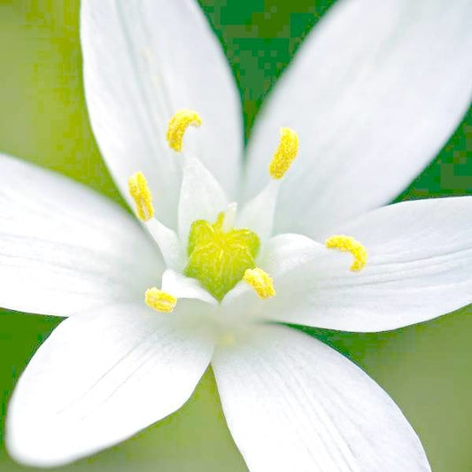 聖星百合花精 (Star of Bethlehem)