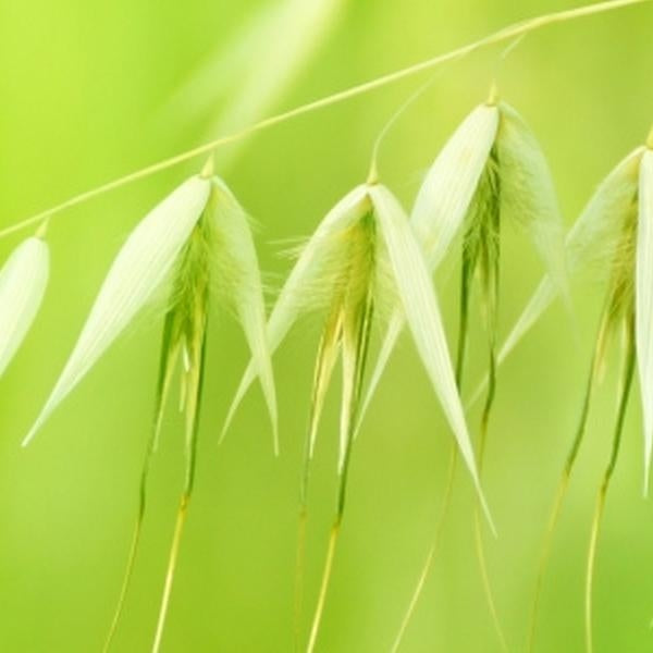 野燕麥花精 (Wild Oat)