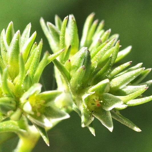 線球草花精 (Scleranthus)