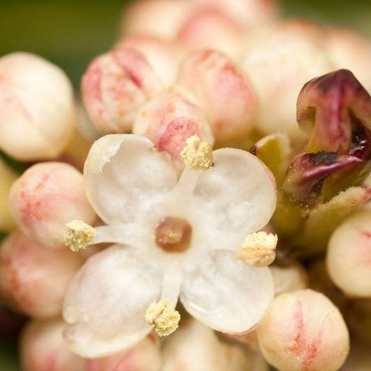 冬青花精 (Holly)