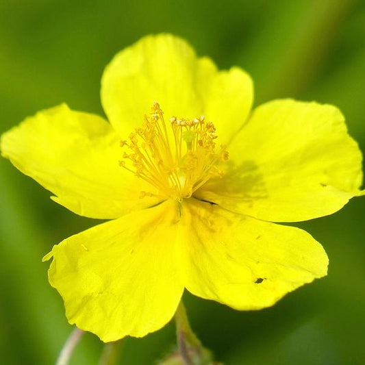 岩薔薇花精 (Rock Rose) 岩玫瑰