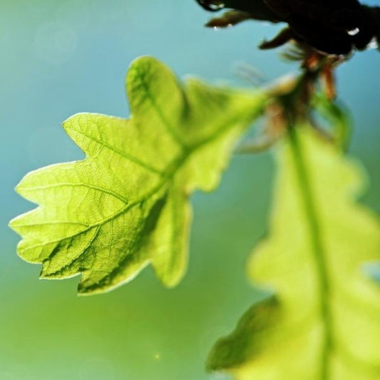 橡樹花精 (Oak)