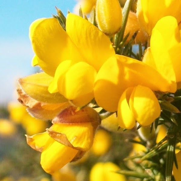 荊豆花精 (Gorse)