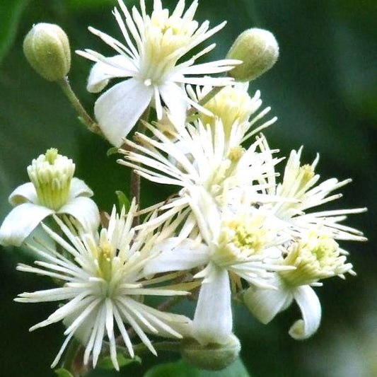 鐵線蓮花精 (Clematis)