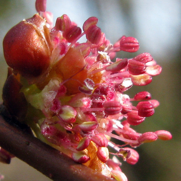 榆樹花精 (Elm)