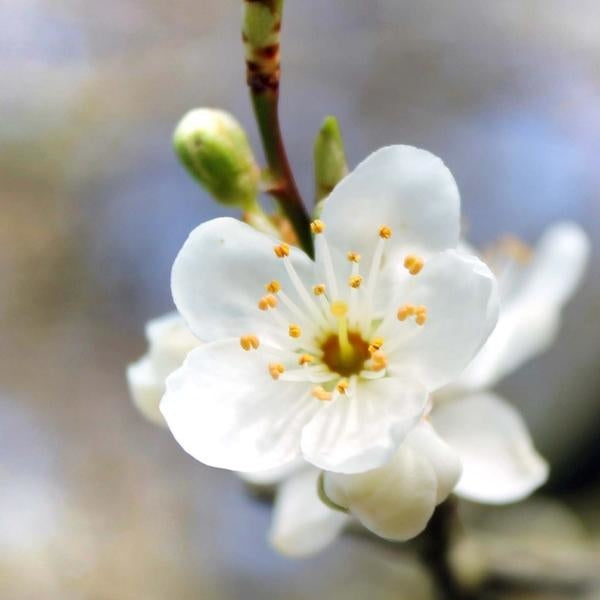 櫻桃李花精 (Cherry Plum)