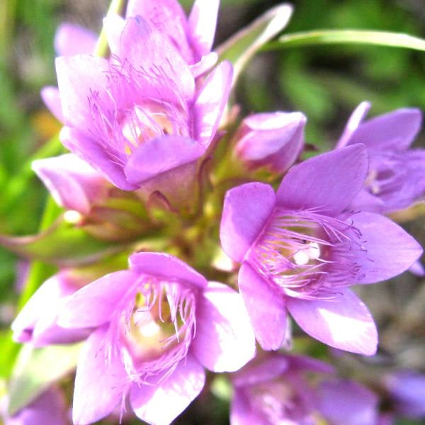 龍膽花精 (Gentian)