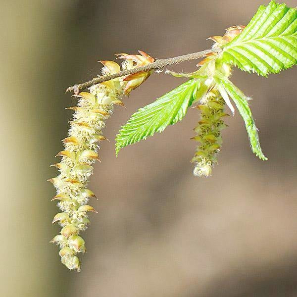 鵝耳櫪花精 (Hornbeam)