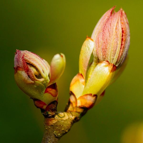 栗苞花精 (Chestnut Bud)