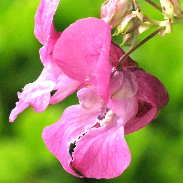 鳳仙花花精 (Impatiens)