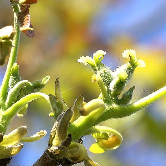 胡桃花精 (Walnut)