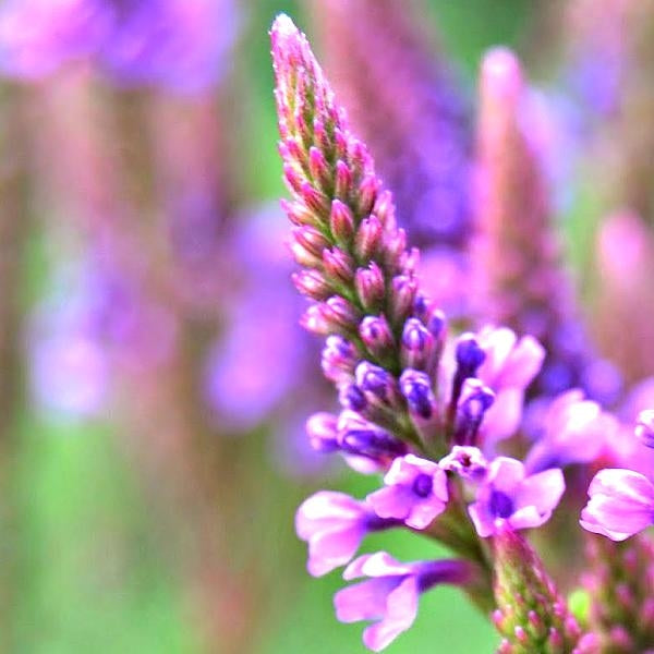 馬鞭草花精 (Vervain)