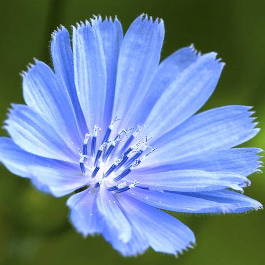 菊苣花精 (Chicory)