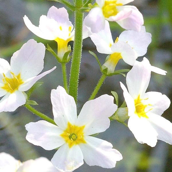 水堇花精 (Water Violet)