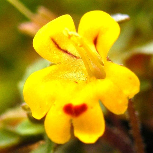 溝酸漿花精 (Mimulus)