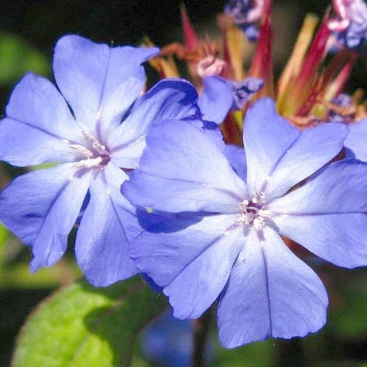 水蕨花精 (Cerato)紫金蓮花精