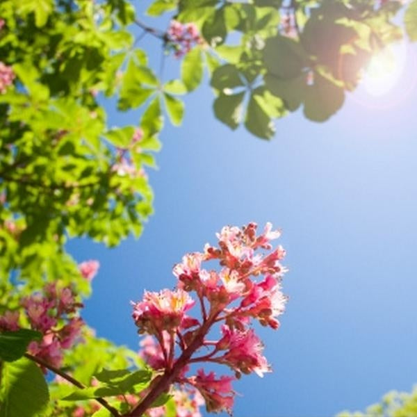 紅栗花精 (Red Chestnut)