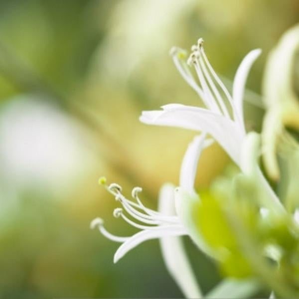 忍冬花精 (Honeysuckle)