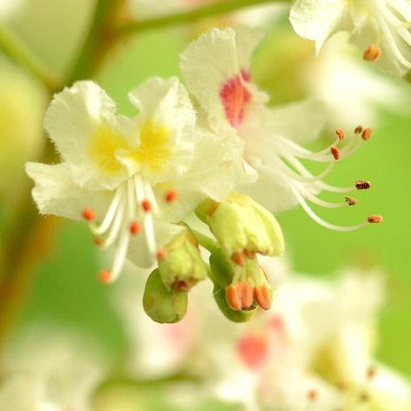 白栗花精 (White Chestnut)