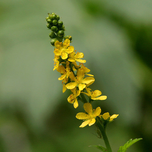 龍芽草花精 (Agrimony)