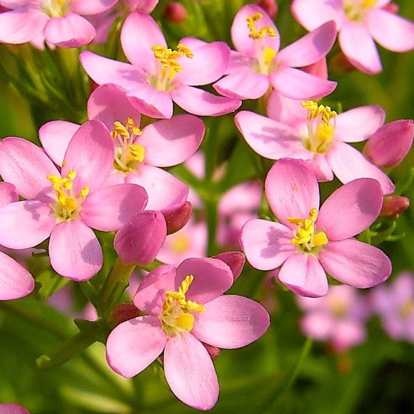 矢車菊花精 (Centaury)